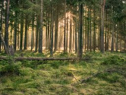 IMGP8421_HDR_Morgenstemning_i_granskov